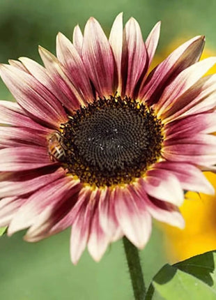 Strawberry Blonde Sunflower – 25 Seeds