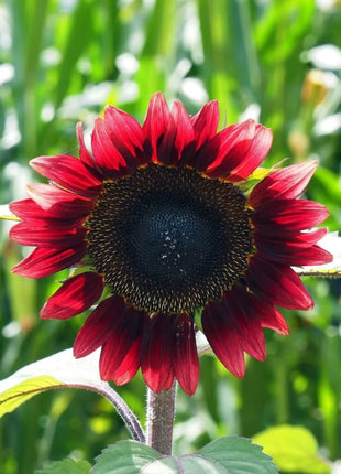 Sunflower Seed Collection – 6 Varieties