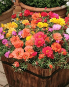 Moss Rose Mix – 250 Seeds