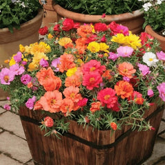 Collection image for: Moss Rose