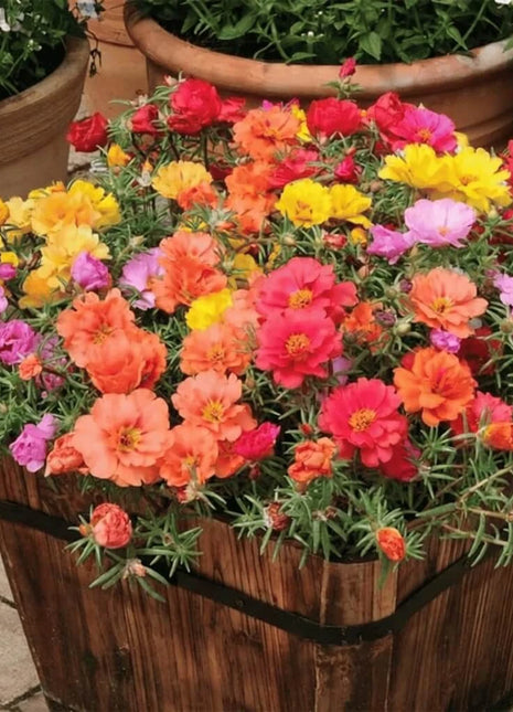 Moss Rose Mix – 250 Seeds
