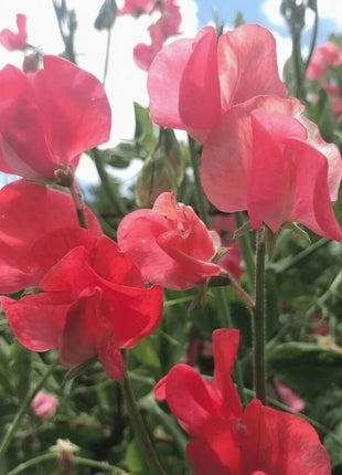 Prince of Orange Sweet Pea – 25 Seeds