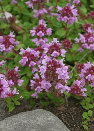 Lemon Thyme – 250 Seeds
