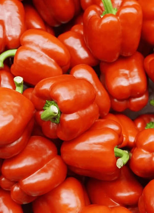 Yolo Wonder Bell Pepper – 30 Seeds