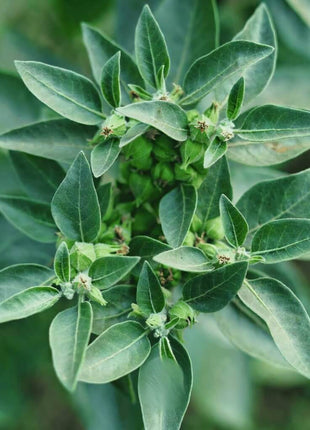 Ashwagandha (Indian Ginseng) – 30 Seeds