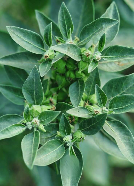 Ashwagandha (Indian Ginseng) – 30 Seeds