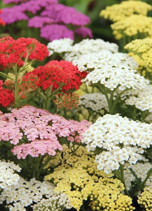 Summer Berries Yarrow Mix – 50 Seeds