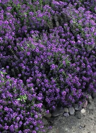 Oriental Nights Alyssum – 100 Seeds
