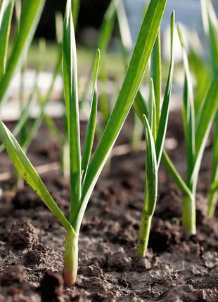American Flag Leek – 200 Seeds