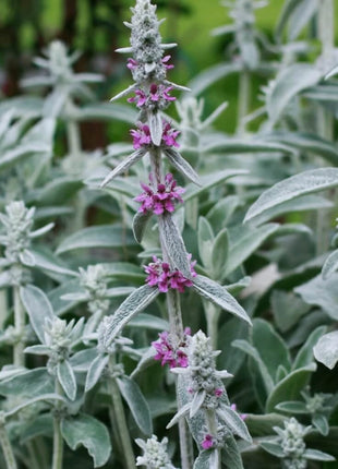 Lamb’s Ear – 50 Seeds