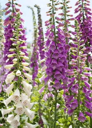Verbascum Mullein Mix – 100 Seeds