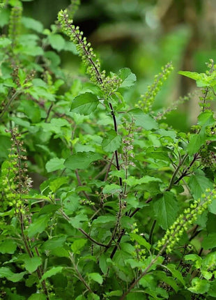 Holy Tulsi Basil – 250 Seeds