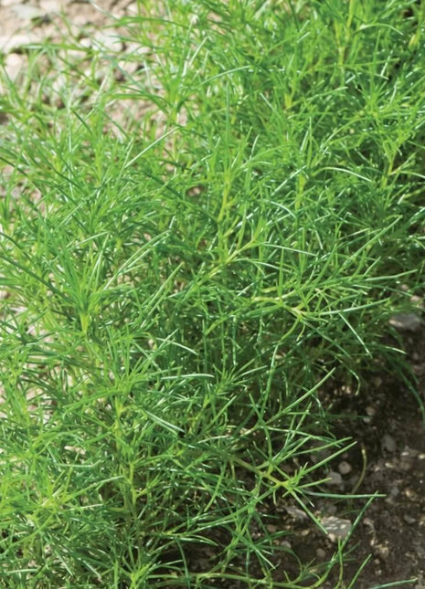 Saltwort – 50 Seeds