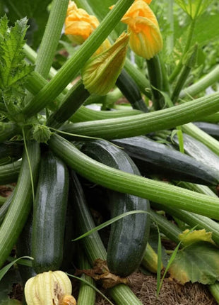 Dark Green Zucchini Summer Squash – 25 Seeds