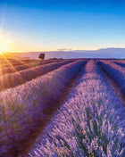 English Lavender – 100 Seeds