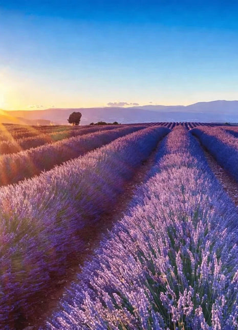 English Lavender – 100 Seeds