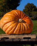 Dills Atlantic Giant Pumpkin – 5 Seeds