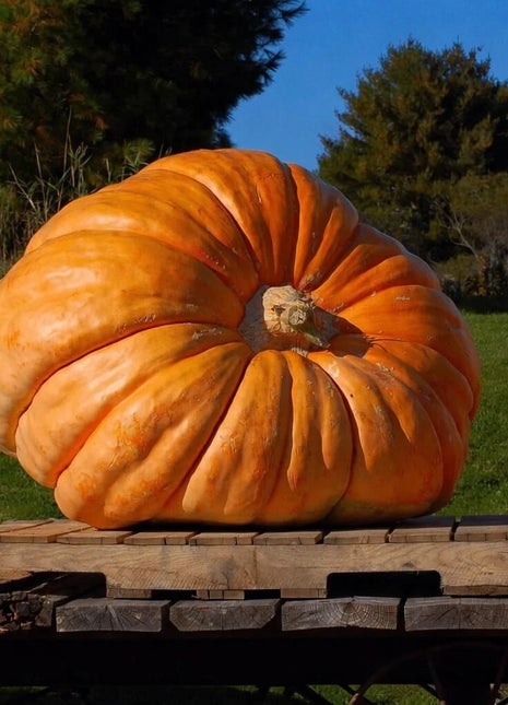 Dills Atlantic Giant Pumpkin – 5 Seeds