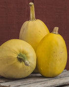 Spaghetti Winter Squash – 20 Seeds