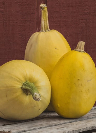 Spaghetti Winter Squash – 20 Seeds
