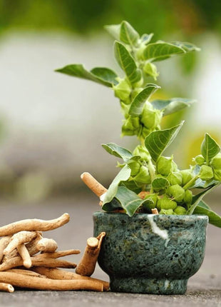 Ashwagandha (Indian Ginseng) – 30 Seeds