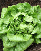 Buttercrunch Lettuce – 500 Seeds