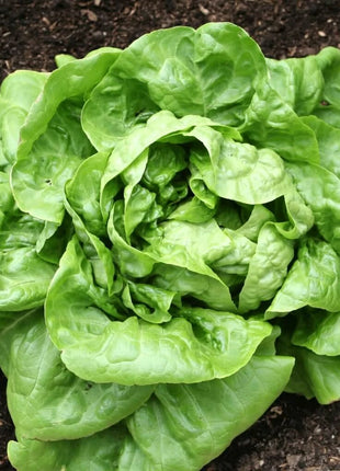 Buttercrunch Lettuce – 500 Seeds