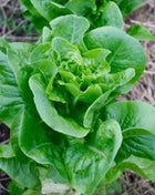 Bibb Summer Lettuce – 500 Seeds