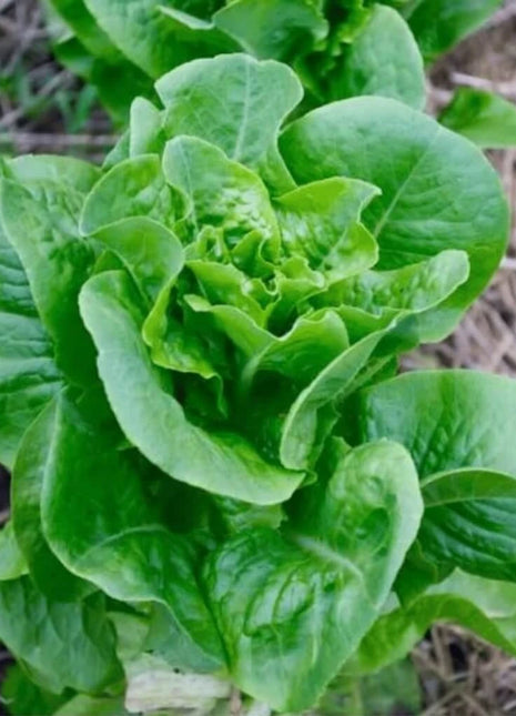 Bibb Summer Lettuce – 500 Seeds