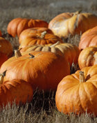 Cinderella Pumpkin – 10 Seeds