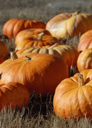 Cinderella Pumpkin – 10 Seeds