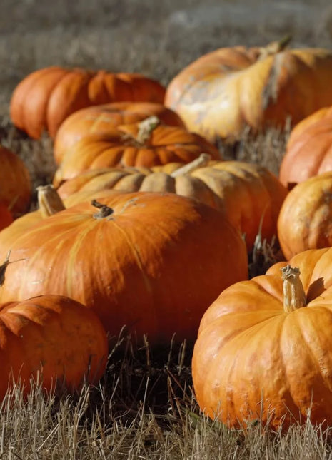 Cinderella Pumpkin – 10 Seeds