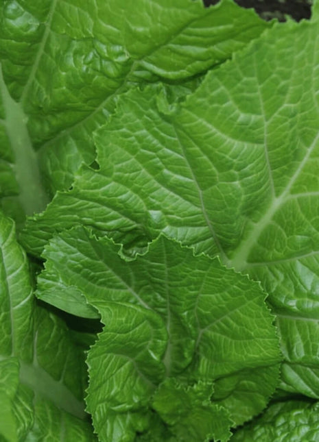 Florida Broadleaf Mustard – 250 Seeds