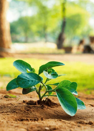 Ashwagandha (Indian Ginseng) – 30 Seeds