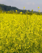 Black Mustard – 500 Seeds