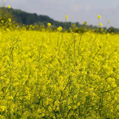 Collection image for: Mustard