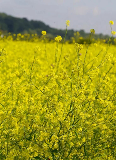 Black Mustard – 500 Seeds