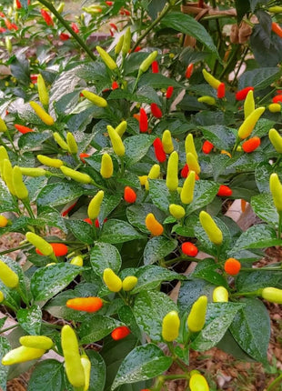 Tabasco Pepper – 50 Seeds