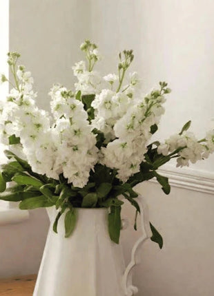 White Goddess Column Stock – 50 Seeds