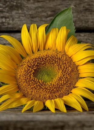 Mammoth Grey Stripe Sunflower – 25 Seeds