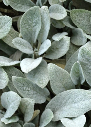 Lamb’s Ear – 50 Seeds