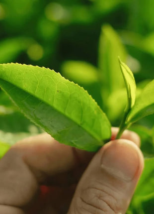 Tea Plant - 5 Seeds
