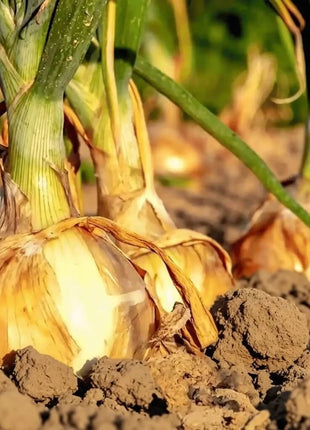 Texas Grano Early Onion – 200 Seeds