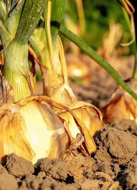 Texas Grano Early Onion – 200 Seeds