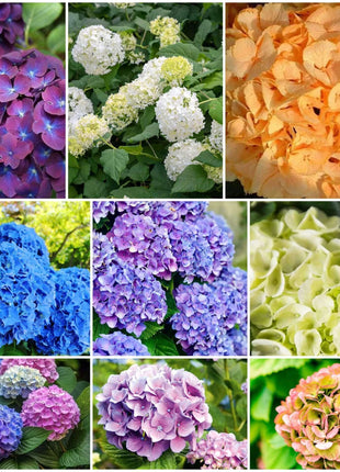 Mixed Hydrangea Seeds