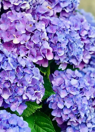 Mixed Hydrangea Seeds