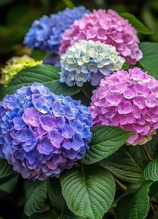 Mixed Hydrangea Seeds
