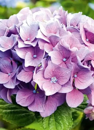 Mixed Hydrangea Seeds