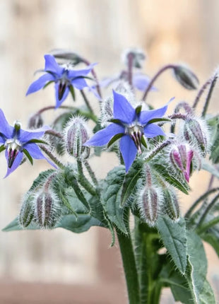 Blue Borage – 100 Seeds
