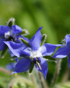 Blue Borage – 100 Seeds